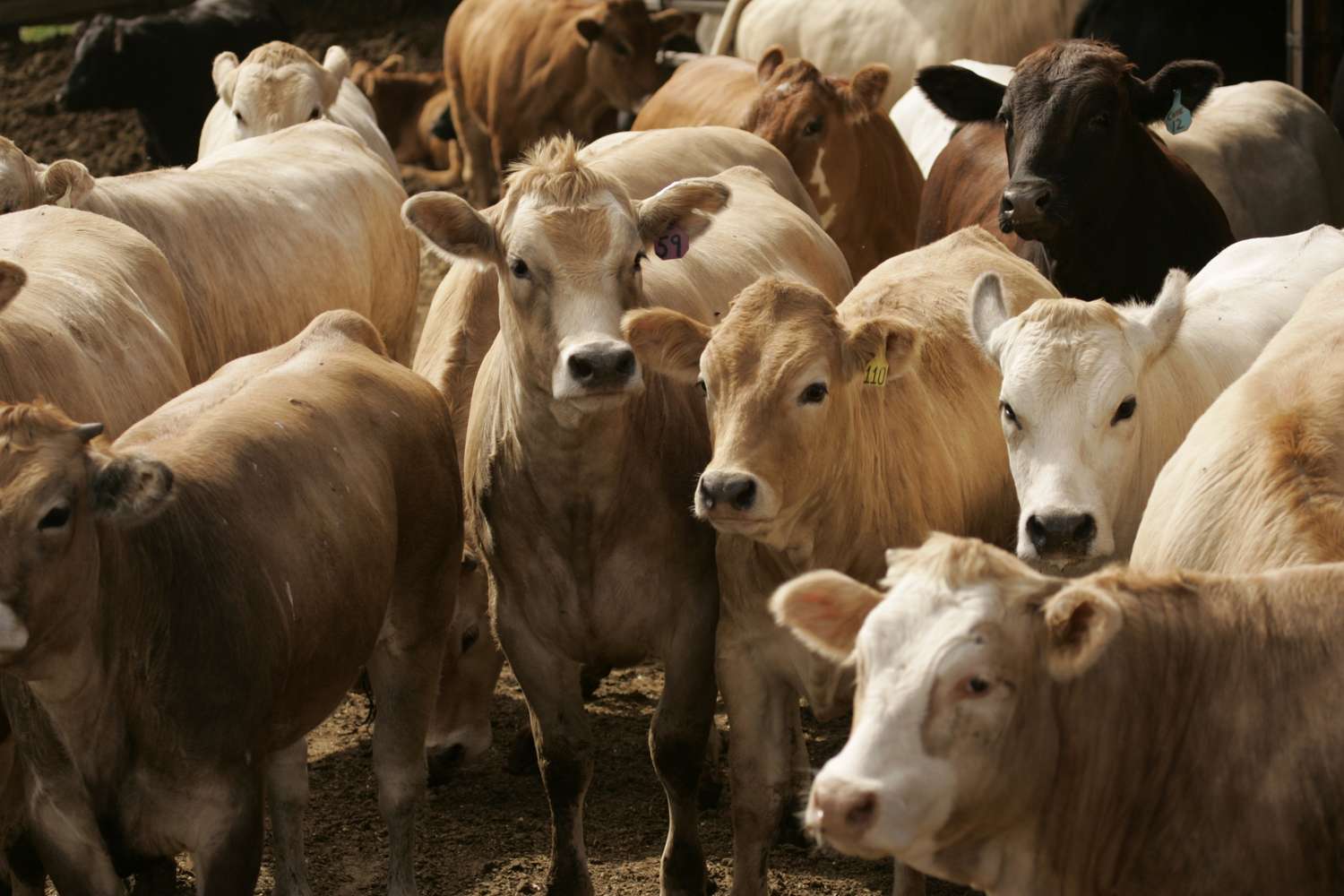 Mexico Hopes to Eradicate Screwworm With New Sterile Fly Plant