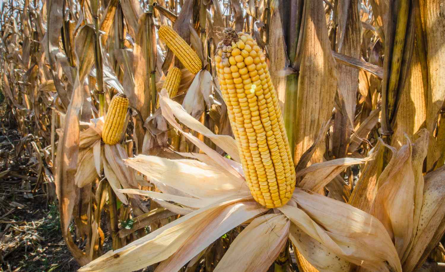 What Do Iowa Agronomists Say About 2025 Corn Yields?
