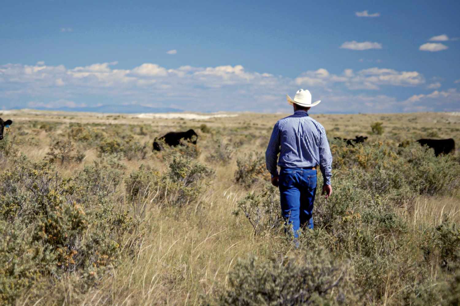 North Dakota Ranchers Say Trump’s Market Meddling Is Bad for Beef